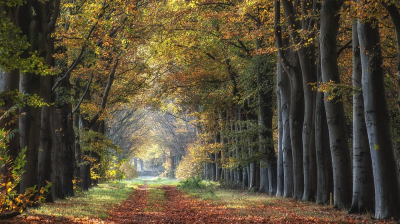 <i class='fa fa-user'></i>&nbsp;Johan van Gurp&nbsp;|  Beukenlaan in de Herfst&nbsp; <i class='fa fa-eye'>&nbsp;87</i> &nbsp;<i class='fa fa-thumbs-up'>&nbsp;3</i> &nbsp; <i class='fa fa-comment-o'>&nbsp;4</i>