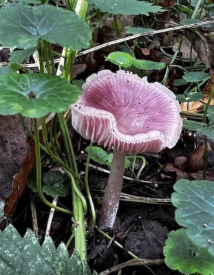 <i class='fa fa-user'></i>&nbsp;HenK5&nbsp;|  Heksenschermpje&nbsp; <i class='fa fa-eye'>&nbsp;69</i> &nbsp; <i class='fa fa-comment-o'>&nbsp;5</i>