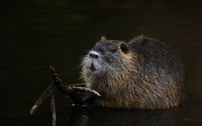 <i class='fa fa-user'></i>&nbsp;Eric Gibcus&nbsp;|  Beverrat&nbsp; <i class='fa fa-eye'>&nbsp;122</i> &nbsp;<i class='fa fa-thumbs-up'>&nbsp;10</i> &nbsp; <i class='fa fa-comment-o'>&nbsp;4</i>