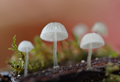 <i class='fa fa-user'></i>&nbsp;Pieter  LJ&nbsp;|  Suikermycena&nbsp; <i class='fa fa-eye'>&nbsp;74</i> &nbsp;<i class='fa fa-thumbs-up'>&nbsp;1</i> &nbsp; <i class='fa fa-comment-o'>&nbsp;6</i>