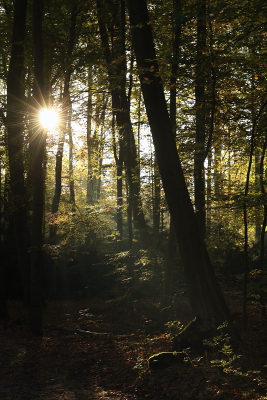 <i class='fa fa-user'></i>&nbsp;rixte&nbsp;|  Ochtend in het bos&nbsp; <i class='fa fa-eye'>&nbsp;57</i> &nbsp;<i class='fa fa-thumbs-up'>&nbsp;1</i> &nbsp; <i class='fa fa-comment-o'>&nbsp;1</i>