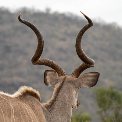 <i class='fa fa-user'></i>&nbsp;harrie69&nbsp;|  Grote Koedoe&nbsp; <i class='fa fa-eye'>&nbsp;71</i> &nbsp; <i class='fa fa-comment-o'>&nbsp;1</i>