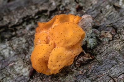 <i class='fa fa-user'></i>&nbsp;Johan van Gurp&nbsp;|  Gele Trilzwam&nbsp; <i class='fa fa-eye'>&nbsp;77</i> &nbsp; <i class='fa fa-comment-o'>&nbsp;3</i>