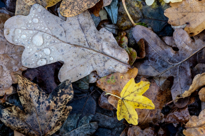 <i class='fa fa-user'></i>&nbsp;Johan van Gurp&nbsp;|  Herfstbladeren&nbsp; <i class='fa fa-eye'>&nbsp;94</i> &nbsp;<i class='fa fa-thumbs-up'>&nbsp;5</i> &nbsp; <i class='fa fa-comment-o'>&nbsp;11</i>