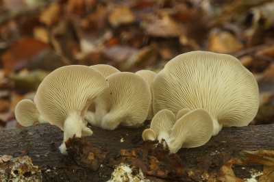 <i class='fa fa-user'></i>&nbsp;Jelle Bakker&nbsp;|  Gewone Oesterzwam&nbsp; <i class='fa fa-eye'>&nbsp;57</i> &nbsp;<i class='fa fa-thumbs-up'>&nbsp;2</i> &nbsp; <i class='fa fa-comment-o'>&nbsp;1</i>