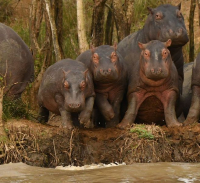 <i class='fa fa-user'></i>&nbsp;mauritskoenen48&nbsp;|  Nijlpaard&nbsp; <i class='fa fa-eye'>&nbsp;123</i> &nbsp; <i class='fa fa-comment-o'>&nbsp;2</i>