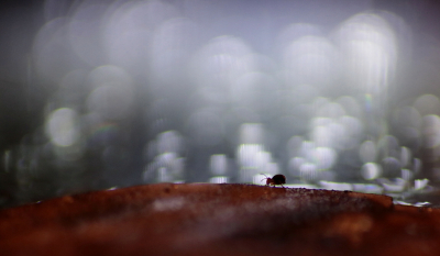 <i class='fa fa-user'></i>&nbsp;rixte&nbsp;|  Dicyrtomina ornata&nbsp; <i class='fa fa-eye'>&nbsp;115</i> &nbsp;<i class='fa fa-thumbs-up'>&nbsp;6</i> &nbsp; <i class='fa fa-comment-o'>&nbsp;6</i>