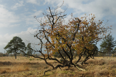 <i class='fa fa-user'></i>&nbsp;Hendrik van Kampen&nbsp;|  Omgevallen boom op kapvlakte&nbsp; <i class='fa fa-eye'>&nbsp;84</i> &nbsp; <i class='fa fa-comment-o'>&nbsp;2</i>