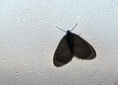 <i class='fa fa-user'></i>&nbsp;Ad Sprang&nbsp;|  Kleine Wintervlinder&nbsp; <i class='fa fa-eye'>&nbsp;76</i> &nbsp; <i class='fa fa-comment-o'>&nbsp;2</i>