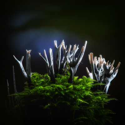 <i class='fa fa-user'></i>&nbsp;Jacob-Carl Pauw&nbsp;|  Geweizwam&nbsp; <i class='fa fa-eye'>&nbsp;115</i> &nbsp;<i class='fa fa-thumbs-up'>&nbsp;5</i> &nbsp; <i class='fa fa-comment-o'>&nbsp;7</i>