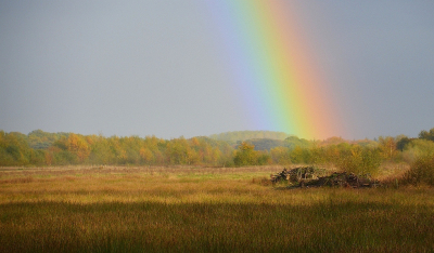 <i class='fa fa-user'></i>&nbsp;B.M.Schouten-Ruis&nbsp;|  Oude Buisse heide&nbsp; <i class='fa fa-eye'>&nbsp;71</i> &nbsp; <i class='fa fa-comment-o'>&nbsp;3</i>