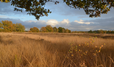 <i class='fa fa-user'></i>&nbsp;B.M.Schouten-Ruis&nbsp;|  Oude Buisse heide&nbsp; <i class='fa fa-eye'>&nbsp;77</i> &nbsp; <i class='fa fa-comment-o'>&nbsp;4</i>