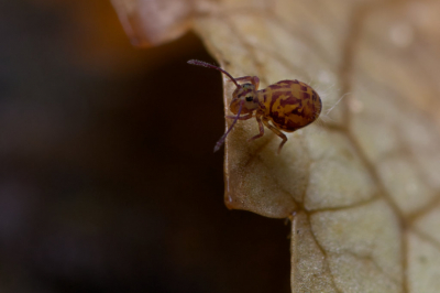 <i class='fa fa-user'></i>&nbsp;birgittaroos&nbsp;|  Dicyrtomina ornata&nbsp; <i class='fa fa-eye'>&nbsp;91</i> &nbsp;<i class='fa fa-thumbs-up'>&nbsp;1</i> &nbsp; <i class='fa fa-comment-o'>&nbsp;4</i>