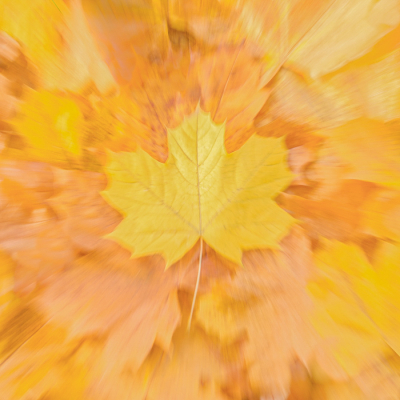 <i class='fa fa-user'></i>&nbsp;Truus Aletta Maan&nbsp;|  Herfst blad&nbsp; <i class='fa fa-eye'>&nbsp;82</i> &nbsp;<i class='fa fa-thumbs-up'>&nbsp;2</i> &nbsp; <i class='fa fa-comment-o'>&nbsp;12</i>