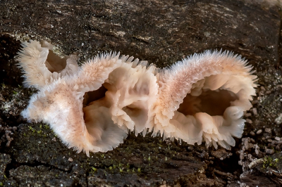 <i class='fa fa-user'></i>&nbsp;Johan van Gurp&nbsp;|  Spekzwoerdzwam&nbsp; <i class='fa fa-eye'>&nbsp;101</i> &nbsp;<i class='fa fa-thumbs-up'>&nbsp;7</i> &nbsp; <i class='fa fa-comment-o'>&nbsp;8</i>