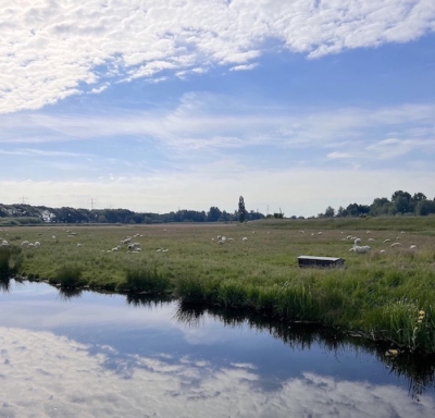 De weerkaatsing van de lucht in het water is waarom ik deze foto aanbiedt.
Het polder landschap met de schapen er op geeft mij een landelijk gevoel, zo dicht bij de grote stad.