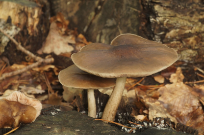 <i class='fa fa-user'></i>&nbsp;Jelle Bakker&nbsp;|  Gewone Hertenzwam&nbsp; <i class='fa fa-eye'>&nbsp;64</i> &nbsp; <i class='fa fa-comment-o'>&nbsp;1</i>