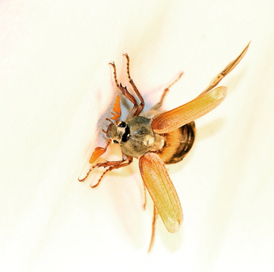 <i class='fa fa-user'></i>&nbsp;Meindert&nbsp;|  Gewone Meikever&nbsp; <i class='fa fa-eye'>&nbsp;116</i> &nbsp;<i class='fa fa-thumbs-up'>&nbsp;1</i> &nbsp; <i class='fa fa-comment-o'>&nbsp;4</i>