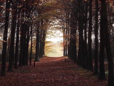 <i class='fa fa-user'></i>&nbsp;HenK5&nbsp;|  Herfst bos&nbsp; <i class='fa fa-eye'>&nbsp;78</i> &nbsp; <i class='fa fa-comment-o'>&nbsp;4</i>