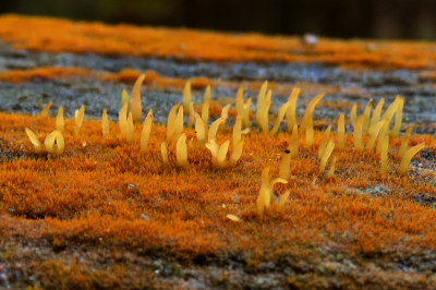 <i class='fa fa-user'></i>&nbsp;A. Soeting&nbsp;|  Geel Hoorntje&nbsp; <i class='fa fa-eye'>&nbsp;71</i> &nbsp;<i class='fa fa-thumbs-up'>&nbsp;1</i> &nbsp; <i class='fa fa-comment-o'>&nbsp;10</i>