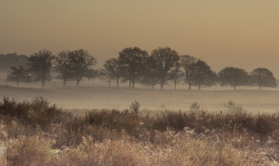 <i class='fa fa-user'></i>&nbsp;ErnovanDoorn&nbsp;|  Heide en bomen&nbsp; <i class='fa fa-eye'>&nbsp;89</i> &nbsp; <i class='fa fa-comment-o'>&nbsp;4</i>