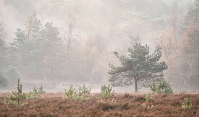 <i class='fa fa-user'></i>&nbsp;nelappelmelk&nbsp;|  Herfst en winter&nbsp; <i class='fa fa-eye'>&nbsp;96</i> &nbsp;<i class='fa fa-thumbs-up'>&nbsp;3</i> &nbsp; <i class='fa fa-comment-o'>&nbsp;8</i>