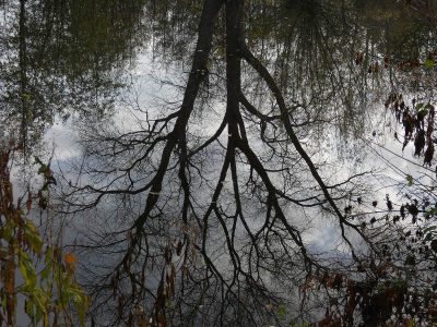 <i class='fa fa-user'></i>&nbsp;B.M.Schouten-Ruis&nbsp;|  Weerspiegeling van boom in het water&nbsp; <i class='fa fa-eye'>&nbsp;80</i> &nbsp; <i class='fa fa-comment-o'>&nbsp;8</i>
