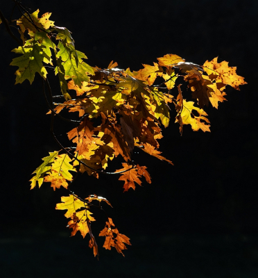 <i class='fa fa-user'></i>&nbsp;Johan van Gurp&nbsp;|  Herfstkleuren&nbsp; <i class='fa fa-eye'>&nbsp;72</i> &nbsp; <i class='fa fa-comment-o'>&nbsp;3</i>