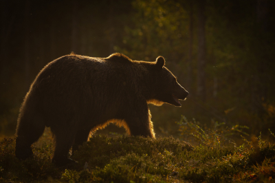 <i class='fa fa-user'></i>&nbsp;AlexRoetemeijer&nbsp;|  Bruine Beer&nbsp; <i class='fa fa-eye'>&nbsp;157</i> &nbsp;<i class='fa fa-thumbs-up'>&nbsp;9</i> &nbsp; <i class='fa fa-comment-o'>&nbsp;6</i>