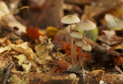 <i class='fa fa-user'></i>&nbsp;Jelle Bakker&nbsp;|  Melksteelmycena&nbsp; <i class='fa fa-eye'>&nbsp;68</i> &nbsp; <i class='fa fa-comment-o'>&nbsp;1</i>