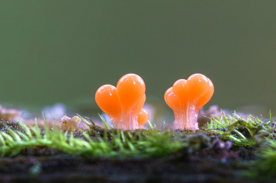 gemaakt op statief met afstandbediening Camera Sony A9II met de Sony 90mm macrolens met 2 tussenringen en een balg apparaat om er zo dicht mogelijk bij te komen.