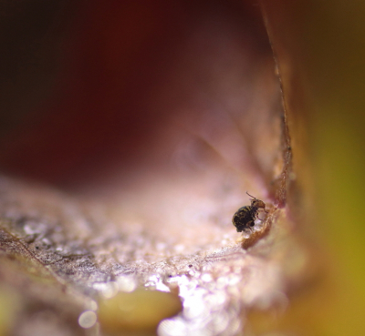 <i class='fa fa-user'></i>&nbsp;rixte&nbsp;|  Dicyrtomina ornata&nbsp; <i class='fa fa-eye'>&nbsp;87</i> &nbsp;<i class='fa fa-thumbs-up'>&nbsp;1</i> &nbsp; <i class='fa fa-comment-o'>&nbsp;4</i>