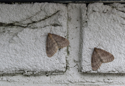 <i class='fa fa-user'></i>&nbsp;Ad Sprang&nbsp;|  Kleine Wintervlinder&nbsp; <i class='fa fa-eye'>&nbsp;123</i> &nbsp;<i class='fa fa-thumbs-up'>&nbsp;2</i> &nbsp; <i class='fa fa-comment-o'>&nbsp;6</i>