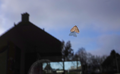 <i class='fa fa-user'></i>&nbsp;nelappelmelk&nbsp;|  Kleine Wintervlinder&nbsp; <i class='fa fa-eye'>&nbsp;118</i> &nbsp; <i class='fa fa-comment-o'>&nbsp;4</i>