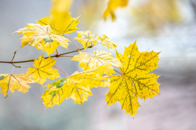 <i class='fa fa-user'></i>&nbsp;harrie51&nbsp;|  Noorse Esdoorn&nbsp; <i class='fa fa-eye'>&nbsp;74</i> &nbsp;<i class='fa fa-thumbs-up'>&nbsp;3</i> &nbsp; <i class='fa fa-comment-o'>&nbsp;11</i>