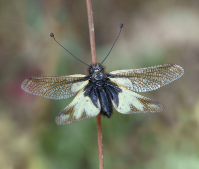 <i class='fa fa-user'></i>&nbsp;Jurgen Maassen&nbsp;|  Gewone Vlinderhaft&nbsp; <i class='fa fa-eye'>&nbsp;101</i> &nbsp;<i class='fa fa-thumbs-up'>&nbsp;3</i> &nbsp; <i class='fa fa-comment-o'>&nbsp;3</i>