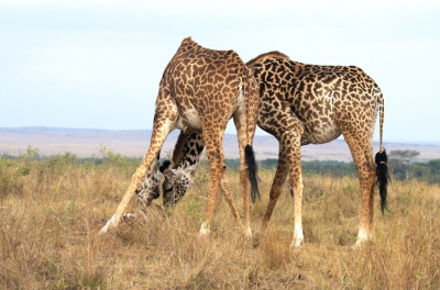 Op grote afstand kwamen er Giraffen in beeld met iets vreemds in hun bek. Toen we dichterbij kwamen likten ze aan een kadaver. Helaas hadden ze geen rib meer in hun bek. Volgens de gids doen ze dat om hun mineralen aan te vullen.
