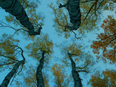 <i class='fa fa-user'></i>&nbsp;janvangastel&nbsp;|  Berk sp.&nbsp; <i class='fa fa-eye'>&nbsp;115</i> &nbsp;<i class='fa fa-thumbs-up'>&nbsp;2</i> &nbsp; <i class='fa fa-comment-o'>&nbsp;6</i>