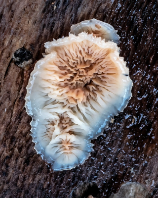 <i class='fa fa-user'></i>&nbsp;Johan van Gurp&nbsp;|  Spekzwoerdzwam&nbsp; <i class='fa fa-eye'>&nbsp;66</i> &nbsp; <i class='fa fa-comment-o'>&nbsp;1</i>