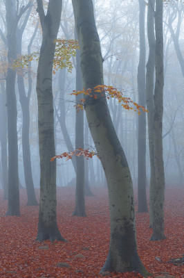 <i class='fa fa-user'></i>&nbsp;Niels72&nbsp;|  Beuk&nbsp; <i class='fa fa-eye'>&nbsp;98</i> &nbsp;<i class='fa fa-thumbs-up'>&nbsp;3</i> &nbsp; <i class='fa fa-comment-o'>&nbsp;8</i>