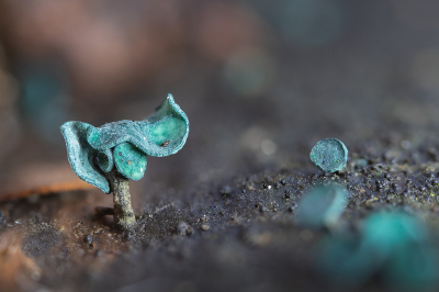 foto gemaakt vanaf statief met de Sony 7III en de 90mm macrolens met tussenringen lange sluitertijd omdat het vrij donker was