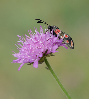 <i class='fa fa-user'></i>&nbsp;Jurgen Maassen&nbsp;|  Oogvlek-sint-jansvlinder&nbsp; <i class='fa fa-eye'>&nbsp;82</i> &nbsp;<i class='fa fa-thumbs-up'>&nbsp;5</i> &nbsp; <i class='fa fa-comment-o'>&nbsp;6</i>