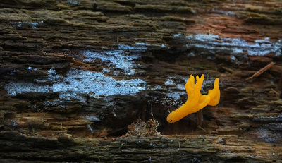 <i class='fa fa-user'></i>&nbsp;nelappelmelk&nbsp;|  Kleverig Koraalzwammetje&nbsp; <i class='fa fa-eye'>&nbsp;64</i> &nbsp; <i class='fa fa-comment-o'>&nbsp;8</i>