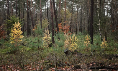 <i class='fa fa-user'></i>&nbsp;nelappelmelk&nbsp;|  Strookje geel&nbsp; <i class='fa fa-eye'>&nbsp;67</i> &nbsp; <i class='fa fa-comment-o'>&nbsp;9</i>