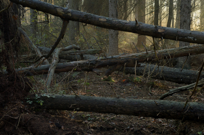 <i class='fa fa-user'></i>&nbsp;Hendrik van Kampen&nbsp;|  Wijnjeterper Schar&nbsp; <i class='fa fa-eye'>&nbsp;111</i> &nbsp;<i class='fa fa-thumbs-up'>&nbsp;3</i> &nbsp; <i class='fa fa-comment-o'>&nbsp;7</i>