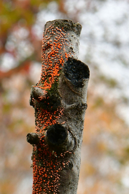 <i class='fa fa-user'></i>&nbsp;Bert Veerman&nbsp;|  Gewoon Meniezwammetje&nbsp; <i class='fa fa-eye'>&nbsp;112</i> &nbsp;<i class='fa fa-thumbs-up'>&nbsp;3</i> &nbsp; <i class='fa fa-comment-o'>&nbsp;3</i>