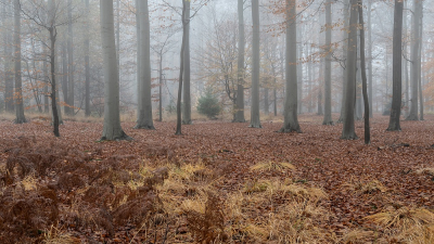 <i class='fa fa-user'></i>&nbsp;Johan van Gurp&nbsp;|  Late herfst&nbsp; <i class='fa fa-eye'>&nbsp;86</i> &nbsp; <i class='fa fa-comment-o'>&nbsp;5</i>