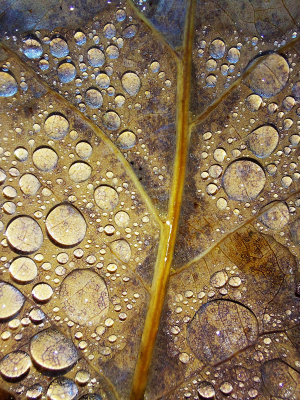 Nature picture: 1. Waterdruppels op eikenblad