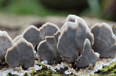 <i class='fa fa-user'></i>&nbsp;Jelle Bakker&nbsp;|  Grijze Buisjeszwam&nbsp; <i class='fa fa-eye'>&nbsp;81</i> &nbsp;<i class='fa fa-thumbs-up'>&nbsp;1</i> &nbsp; <i class='fa fa-comment-o'>&nbsp;2</i>