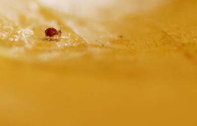 <i class='fa fa-user'></i>&nbsp;rixte&nbsp;|  Dicyrtomina ornata&nbsp; <i class='fa fa-eye'>&nbsp;83</i> &nbsp;<i class='fa fa-thumbs-up'>&nbsp;4</i> &nbsp; <i class='fa fa-comment-o'>&nbsp;11</i>